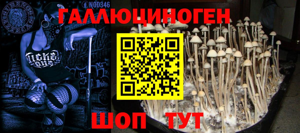 Карачаевск  Галлюциногенные грибы мицелий  Вход с VPN 